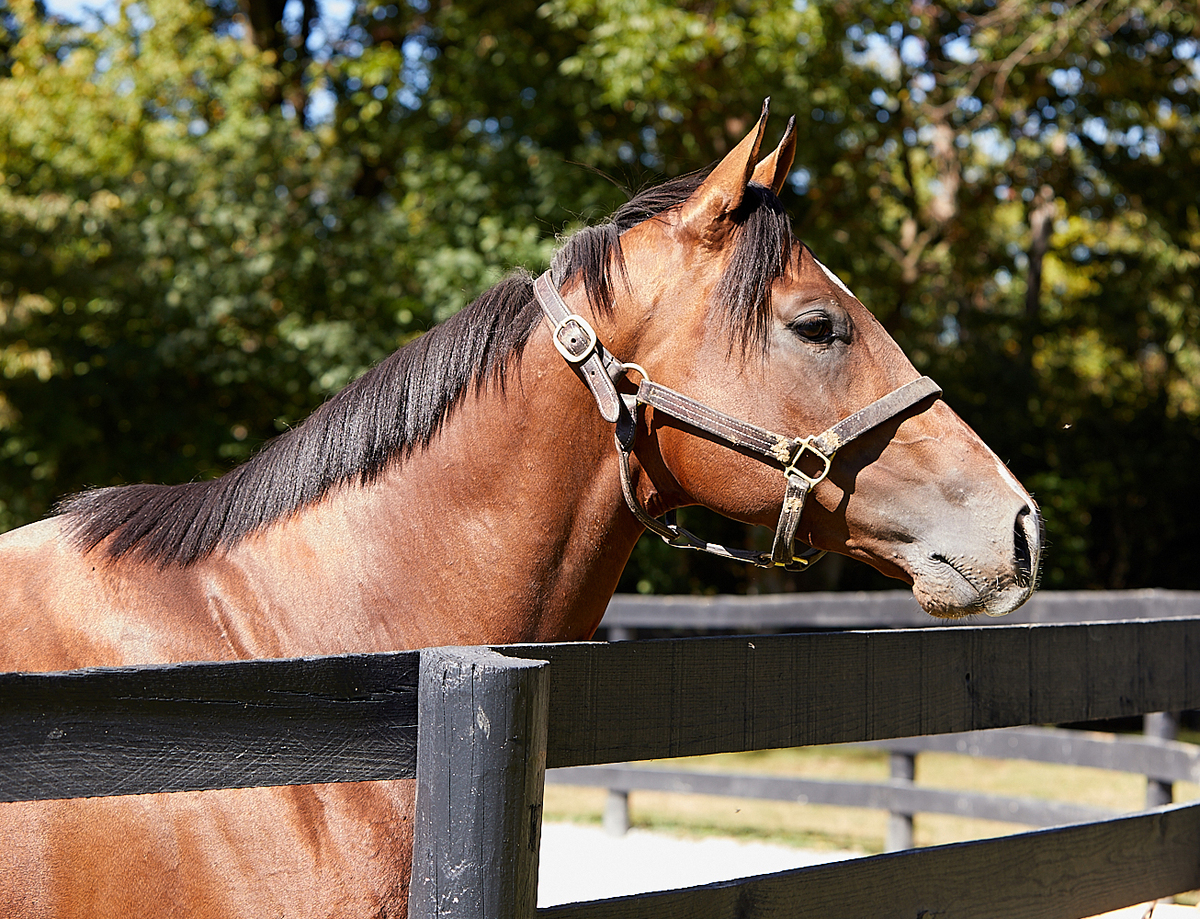 Symbol, 3yo Thoroughbred gelding, 16.0hh