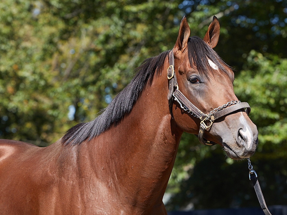 Symbol, 3yo Thoroughbred gelding, 16.0hh
