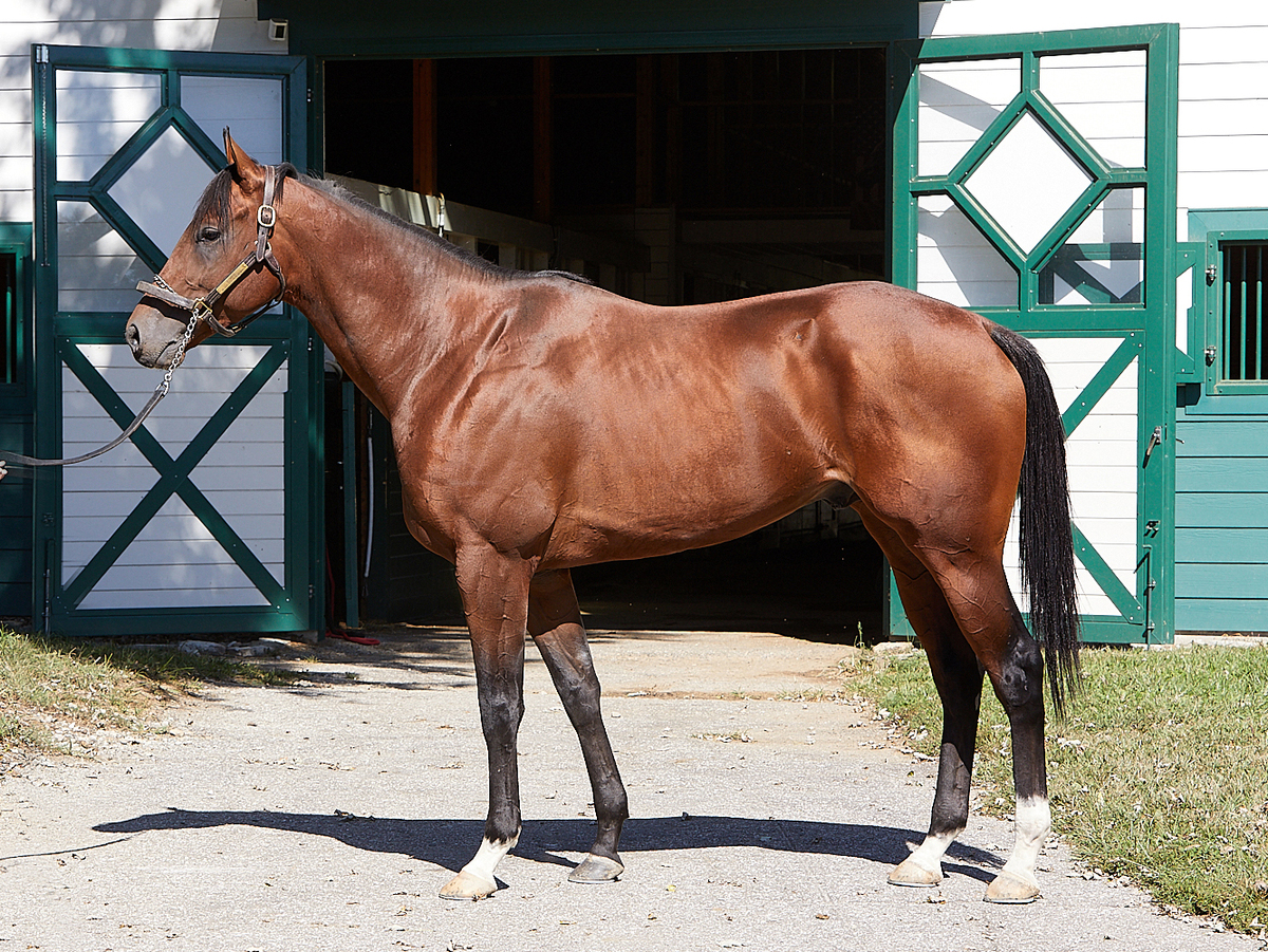 Symbol, 3yo Thoroughbred gelding, 16.0hh