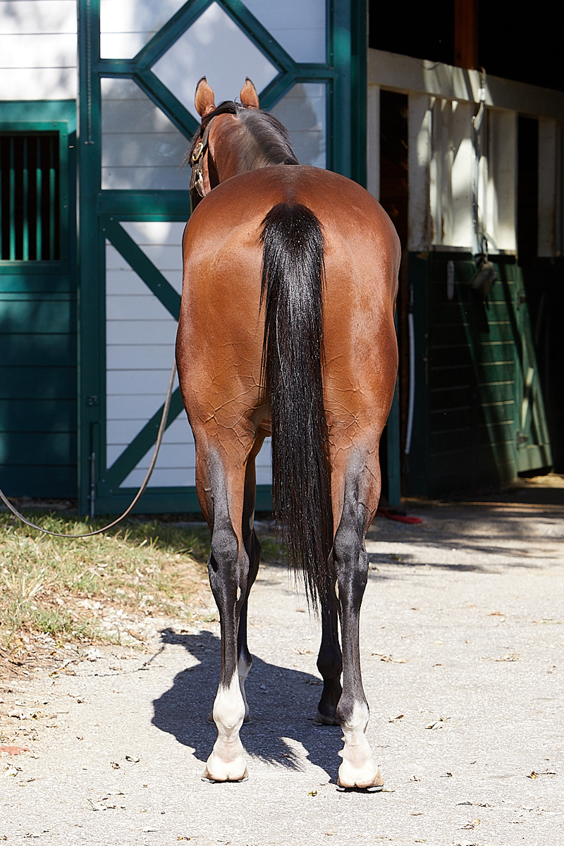 Symbol, 3yo Thoroughbred gelding, 16.0hh