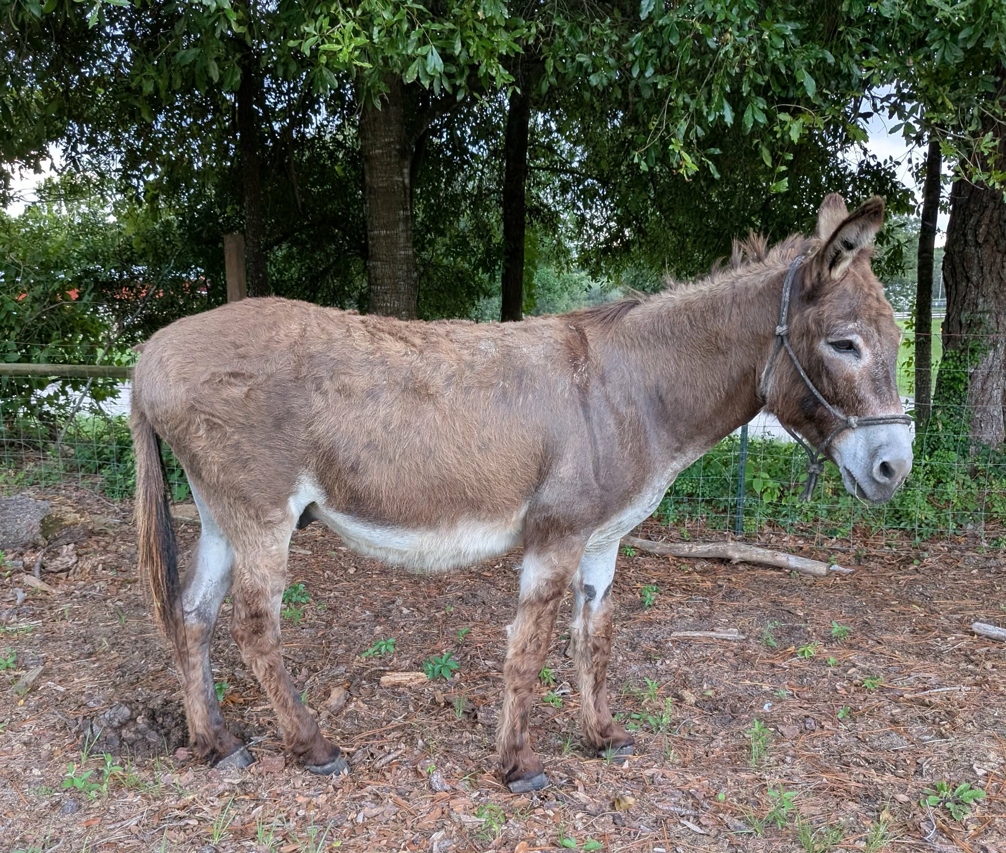 Walker The Donkey, 20yo Donkey jack, 12hh