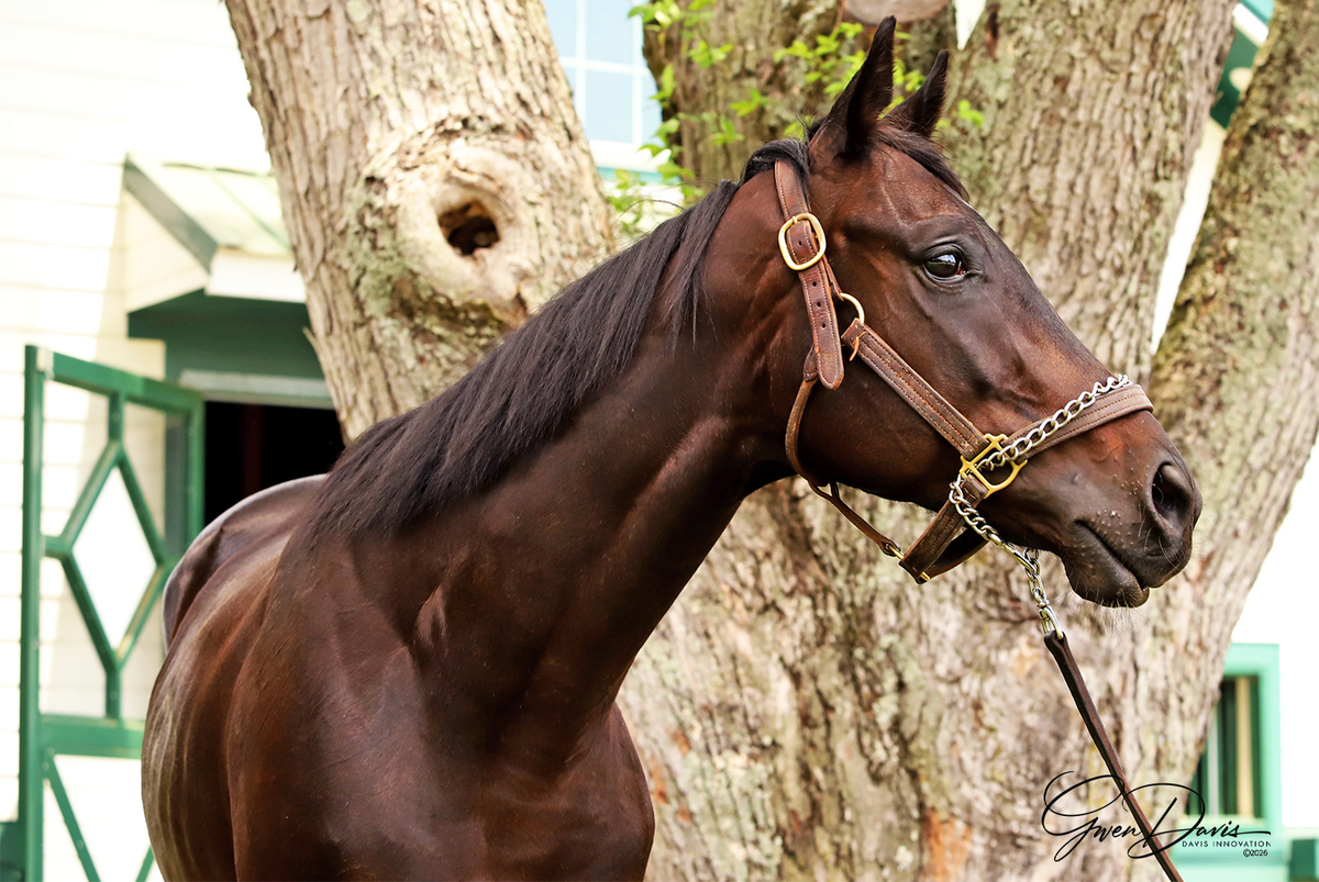 Le Chiffre, 4yo Thoroughbred gelding, 16.0hh