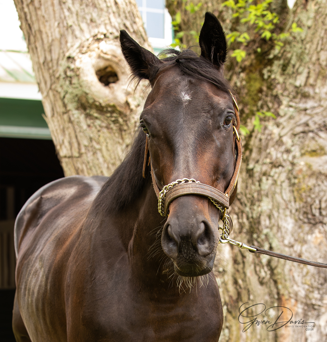 Le Chiffre, 4yo Thoroughbred gelding, 16.0hh
