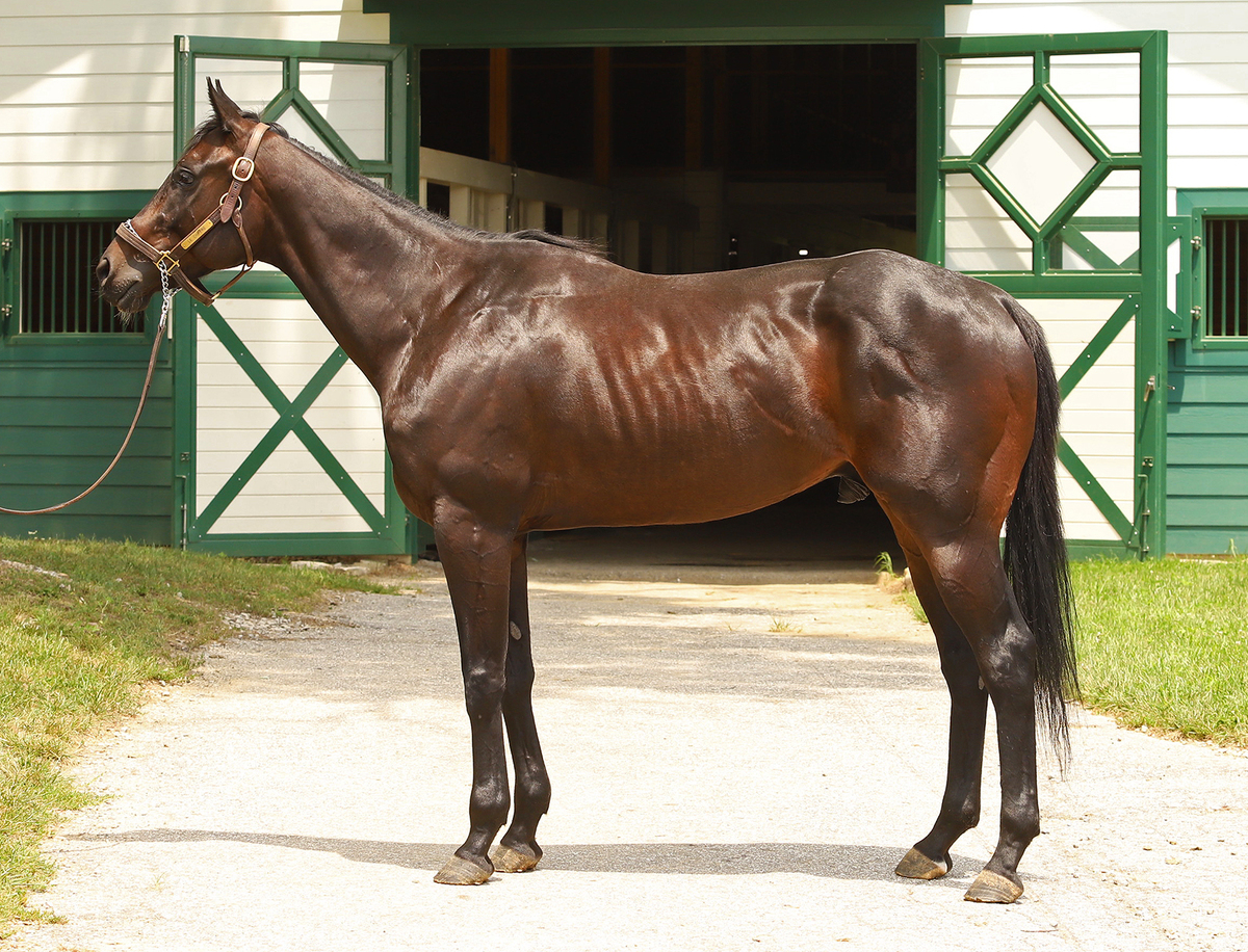 Le Chiffre, 4yo Thoroughbred gelding, 16.0hh