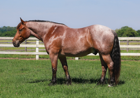 Rip ⭐️DREAM HORSE⭐️, 5yo Brabant Horse Thoroughbred gelding, 17.0hh