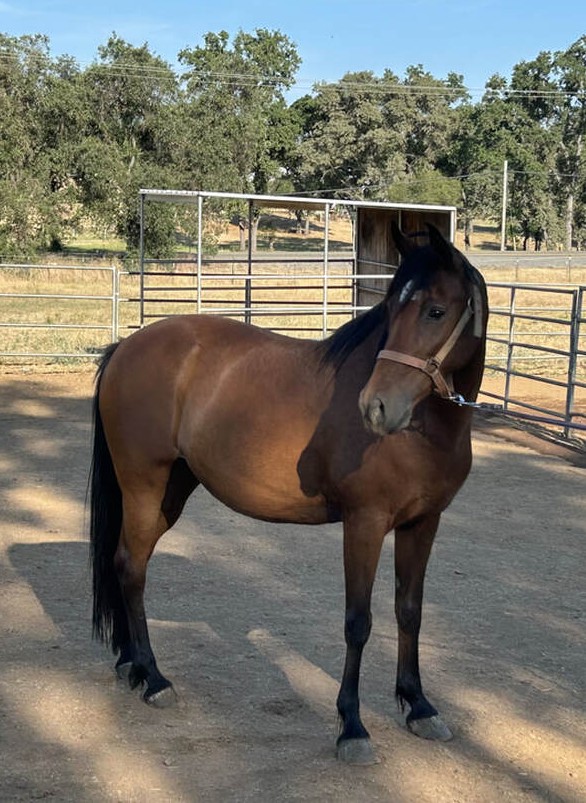 River, Arabian, 14.0hh