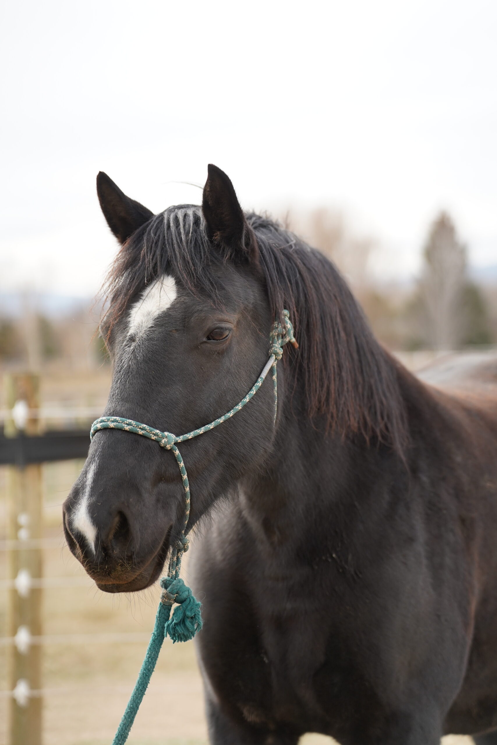 Poppy, 10yo Other mare, 16hh