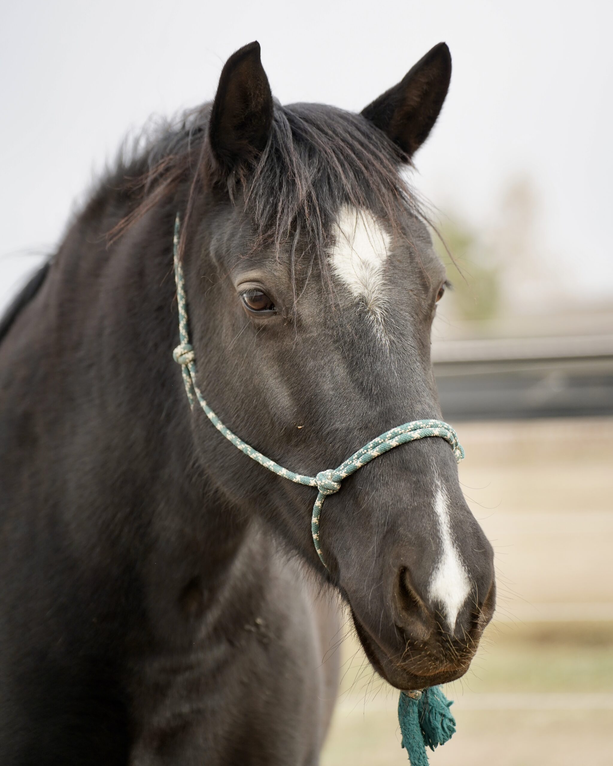 Poppy, 10yo Other mare, 16hh