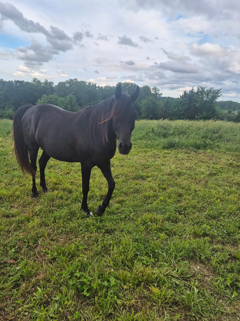 Covert Affair SSR, 12yo Arabian gelding, 15.1hh