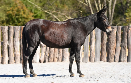 POLLY POCKET, 5yo Mule molly, 14.3hh