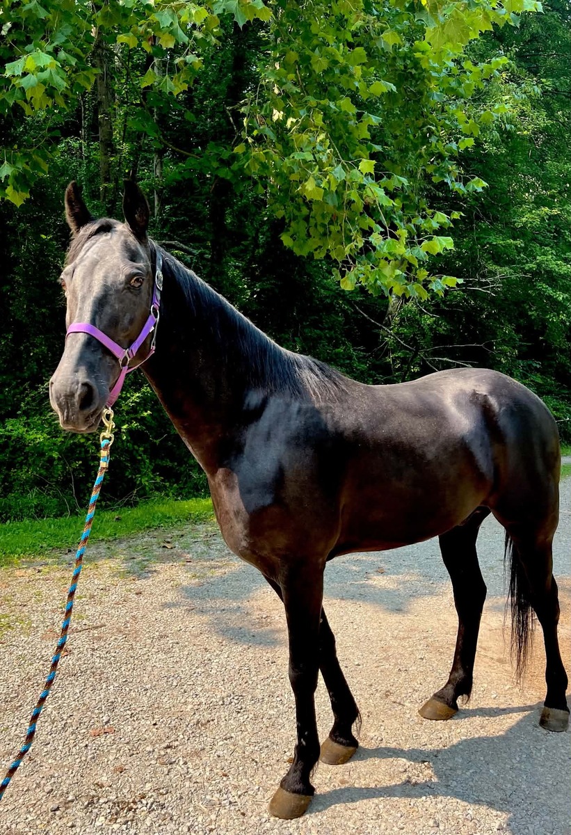 TROOPER, 15yo Tennessee Walking Horse gelding, 15.2hh
