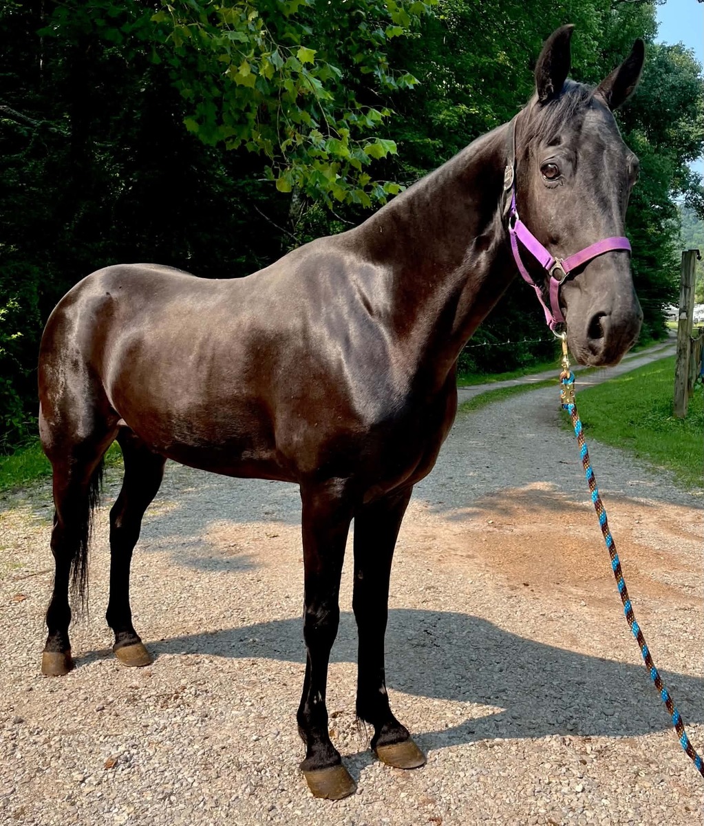 TROOPER, 15yo Tennessee Walking Horse gelding, 15.2hh