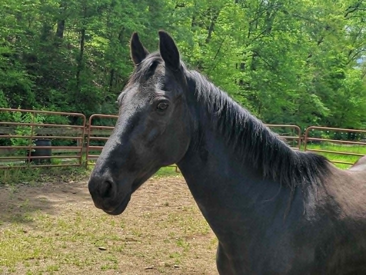 TROOPER, 15yo Tennessee Walking Horse gelding, 15.2hh