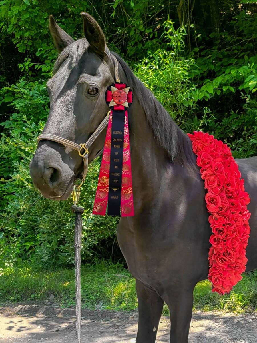 TROOPER, 15yo Tennessee Walking Horse gelding, 15.2hh