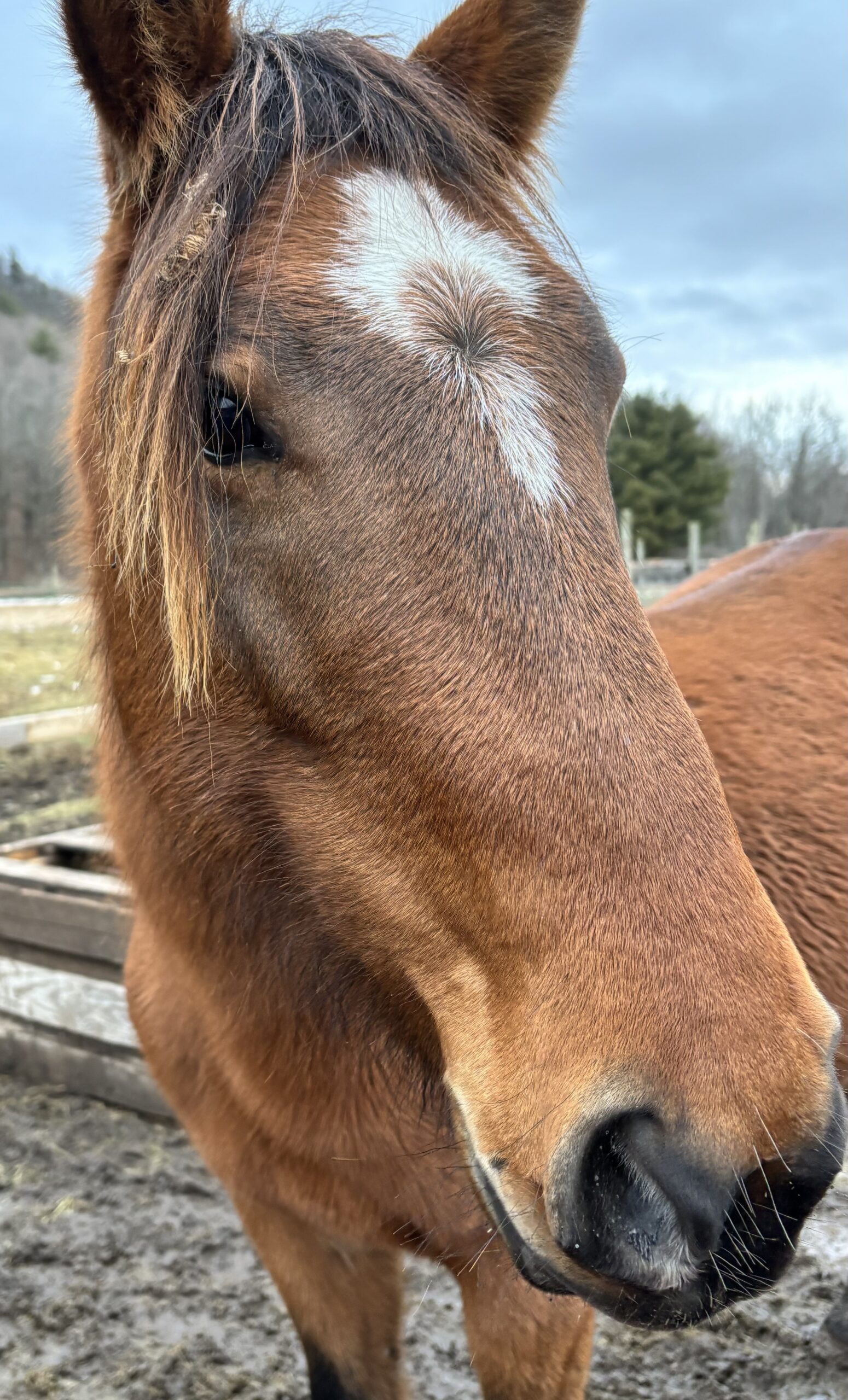 Sage, Mustang mare, 15hh