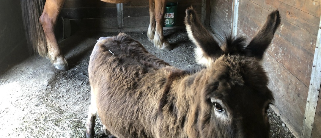 Long Ear, 18yo Donkey, 9hh