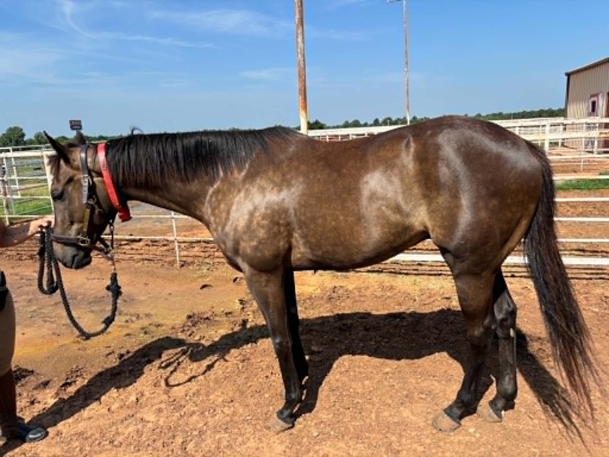 Precious Cargo, 5yo Thoroughbred gelding, 16.1hh