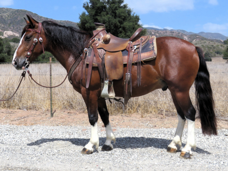 BRIAR, 7yo Pony gelding, 13.3hh