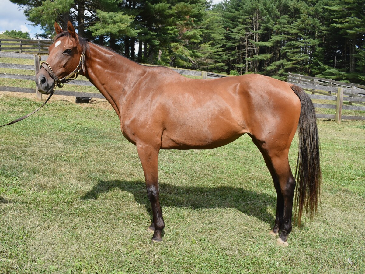 Amelia Mar, 16yo Thoroughbred mare, 16.0hh