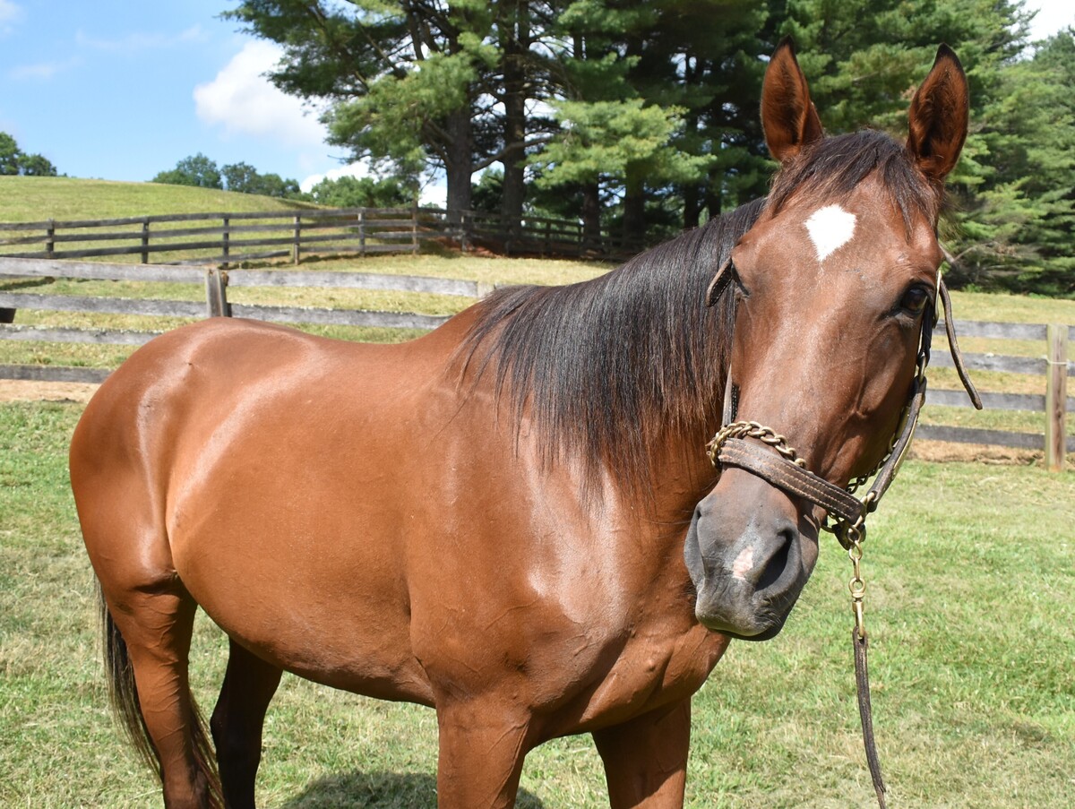 Amelia Mar, 16yo Thoroughbred mare, 16.0hh