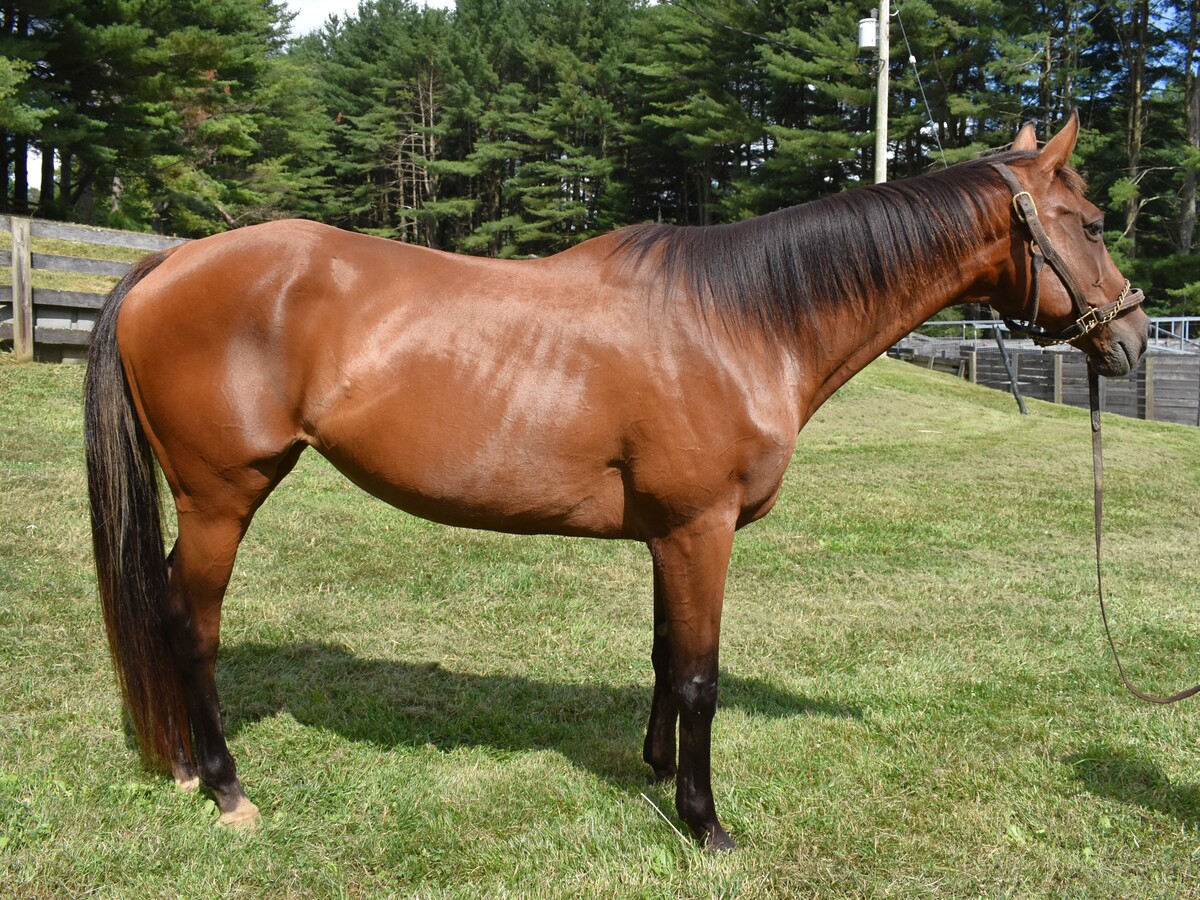 Amelia Mar, 16yo Thoroughbred mare, 16.0hh
