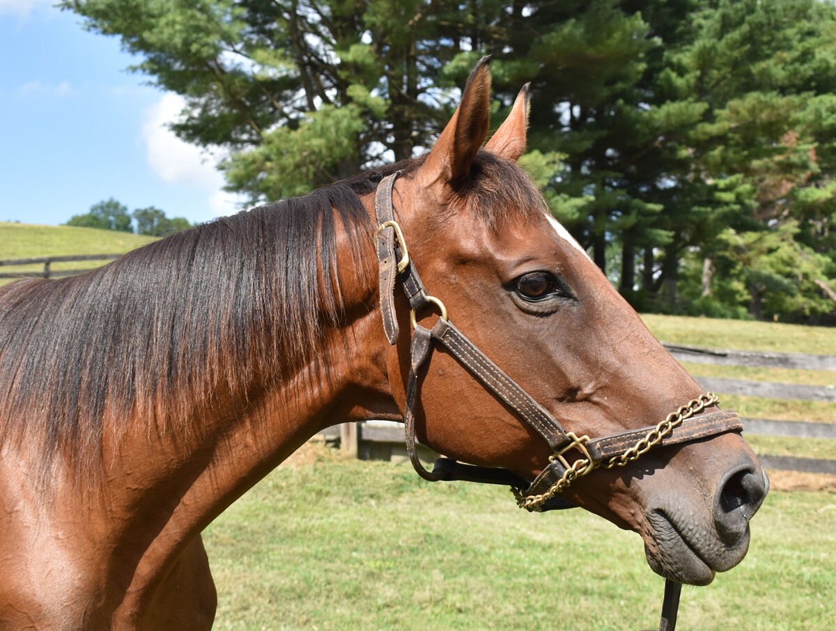 Amelia Mar, 16yo Thoroughbred mare, 16.0hh