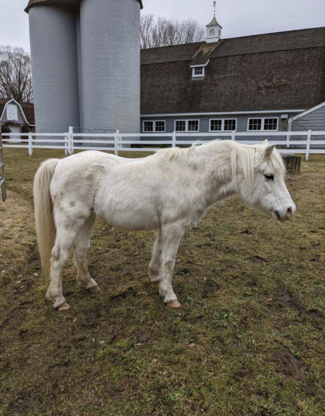 Leadline Pony, 25yo Pony mare, 13hh
