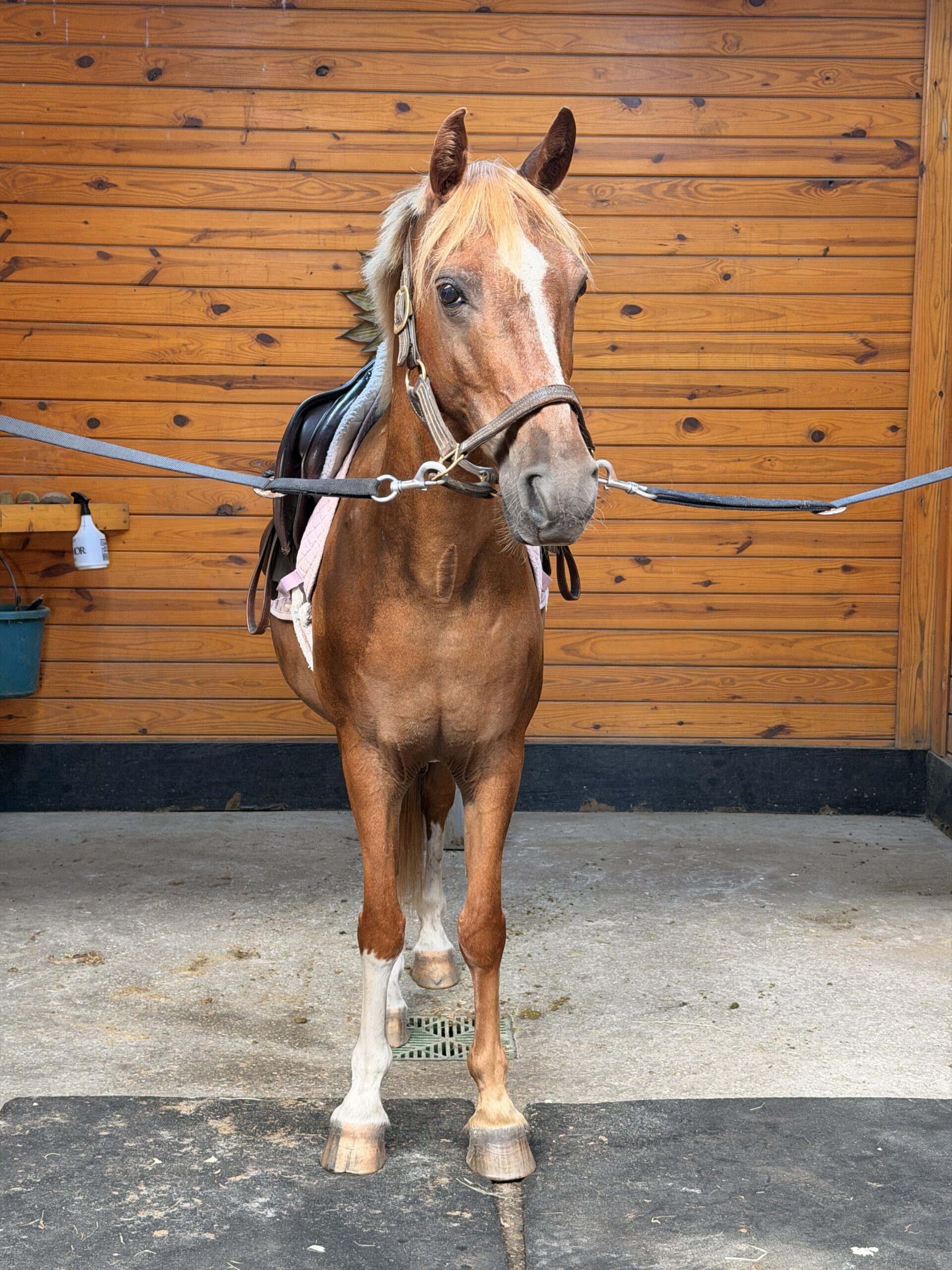 Leadline Pony, 25yo Pony mare, 13hh