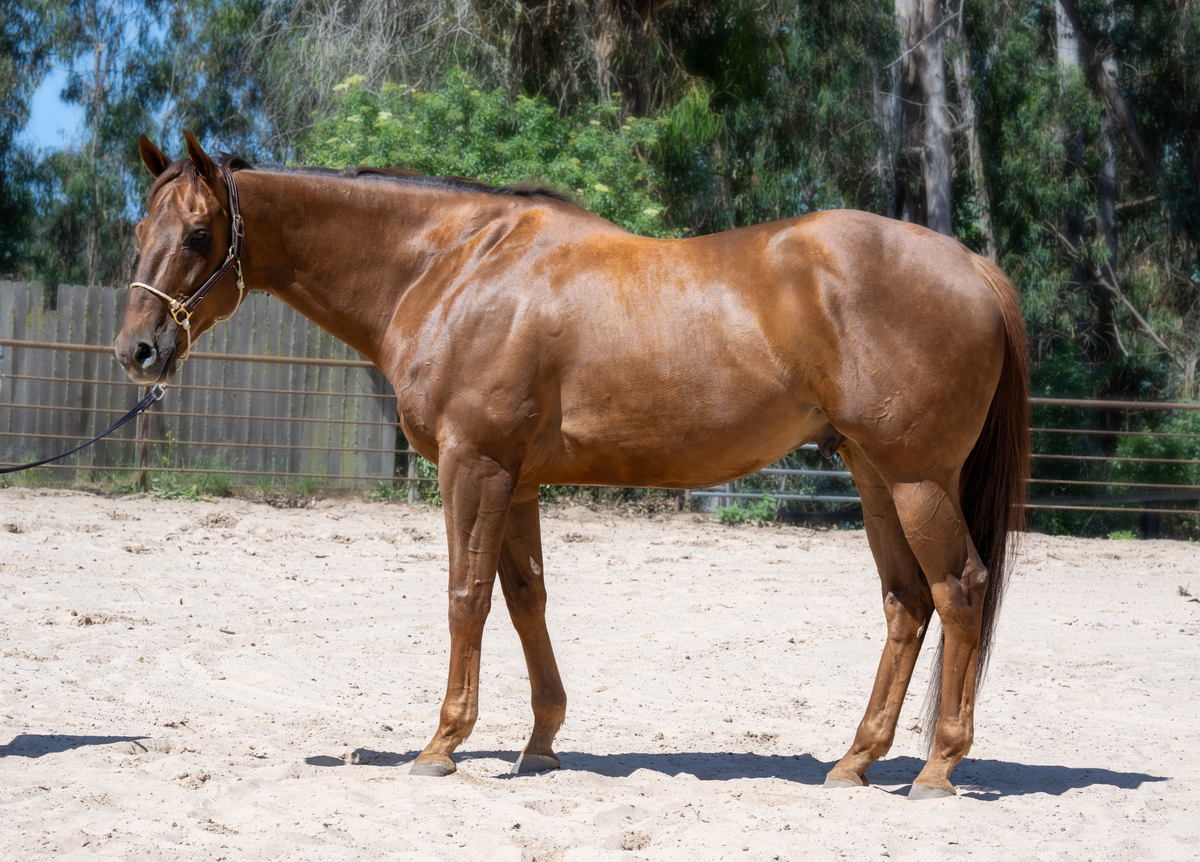 Smiling Beast, 6yo Thoroughbred gelding, 17.0hh