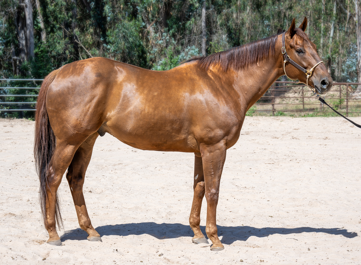 Smiling Beast, 6yo Thoroughbred gelding, 17.0hh