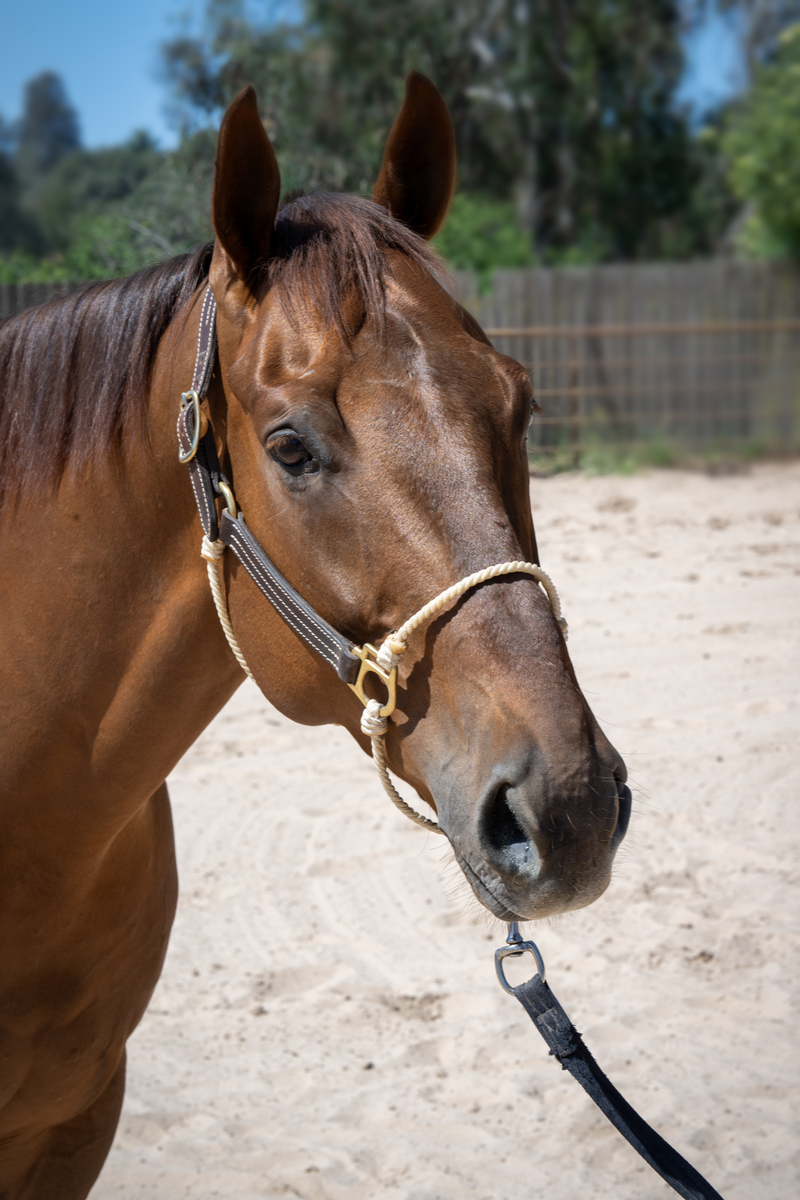 Smiling Beast, 6yo Thoroughbred gelding, 17.0hh
