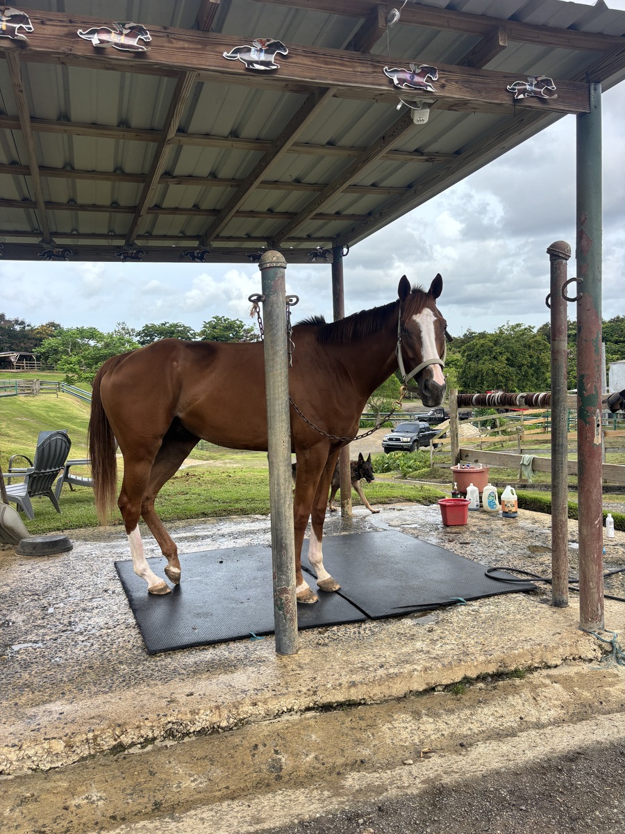 Murat, 7yo Thoroughbred gelding, 16.3hh