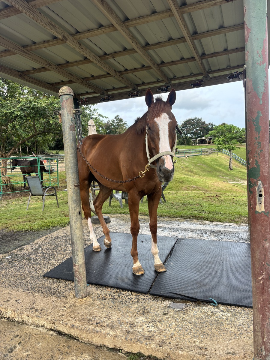 Murat, 7yo Thoroughbred gelding, 16.3hh