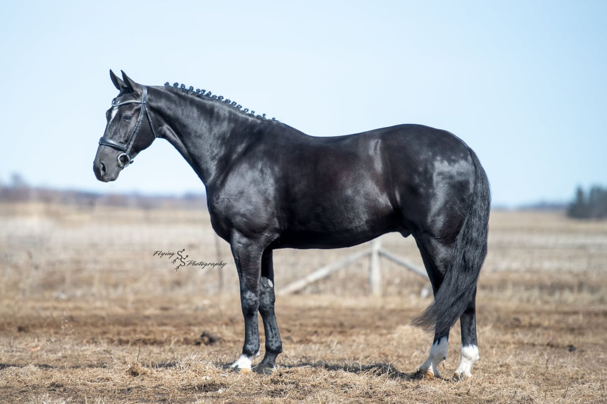 Friesian horses, 7yo Friesian horses gelding, 16hh