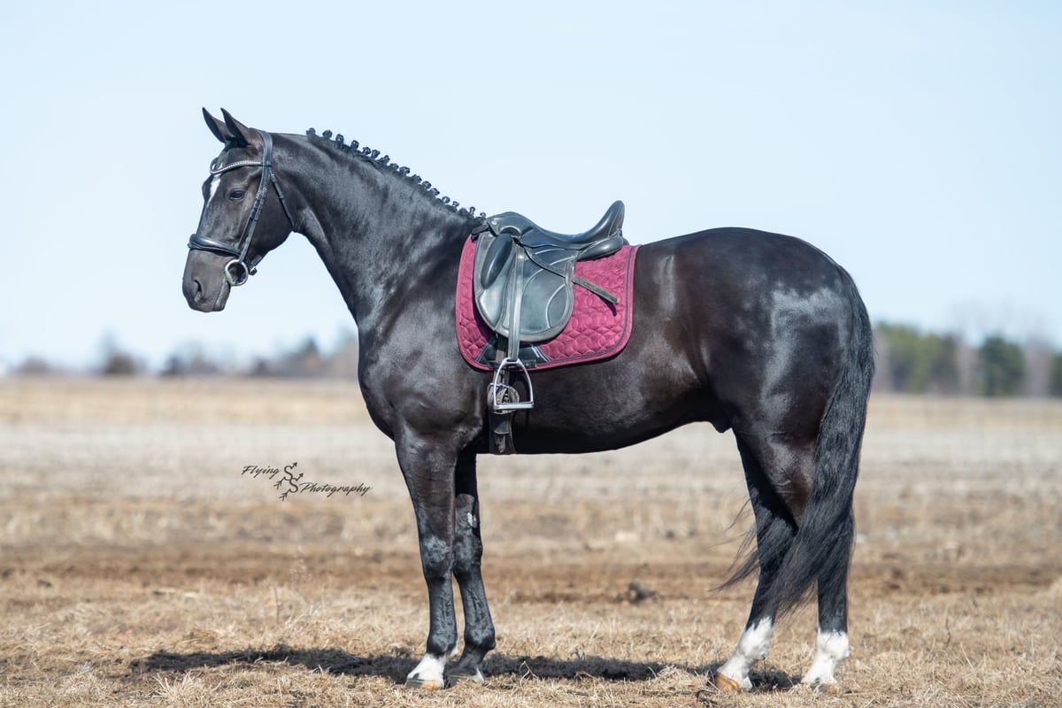 Friesian horses, 7yo Friesian horses gelding, 16hh