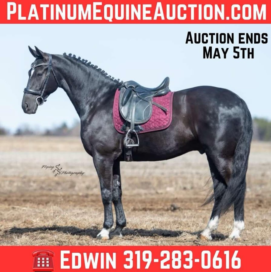 Friesian horses, 7yo Friesian horses gelding, 16hh