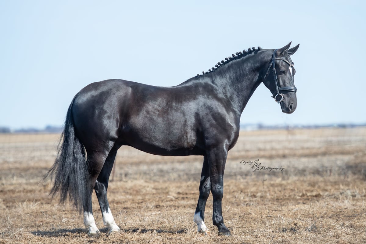 Friesian horses, 7yo Friesian horses gelding, 16hh