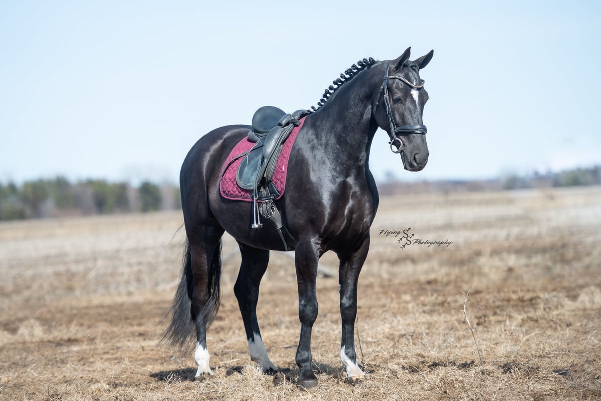 Friesian horses, 7yo Friesian horses gelding, 16hh