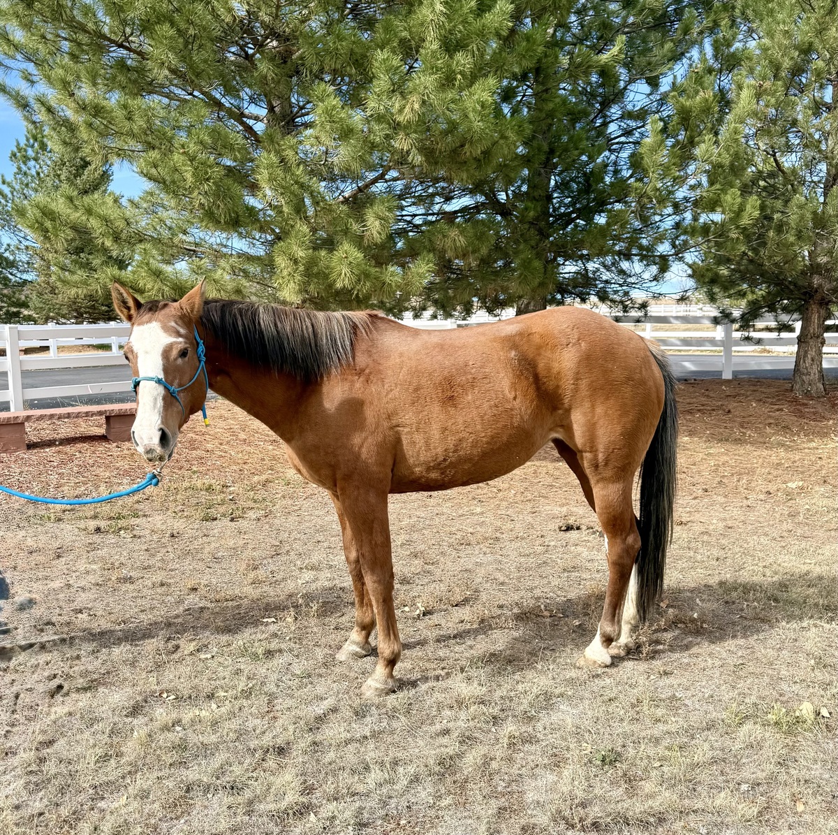 Cricket, 21yo mare, 15.0hh
