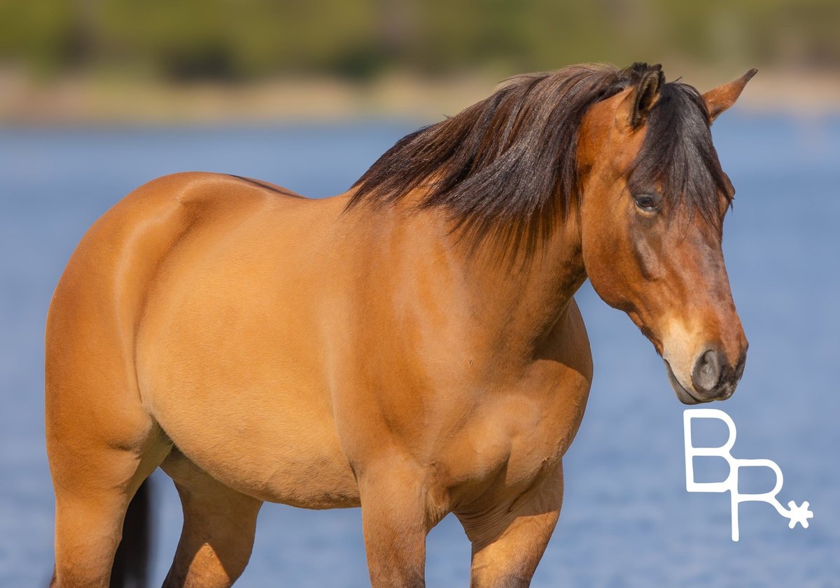 American Quarter Horse, 6yo American Quarter Horse gelding, 16.2hh