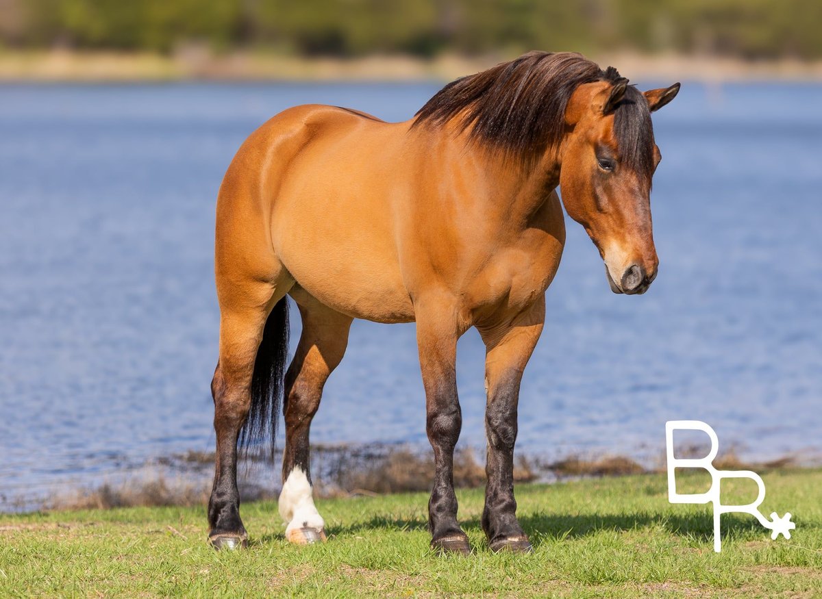 American Quarter Horse, 6yo American Quarter Horse gelding, 16.2hh