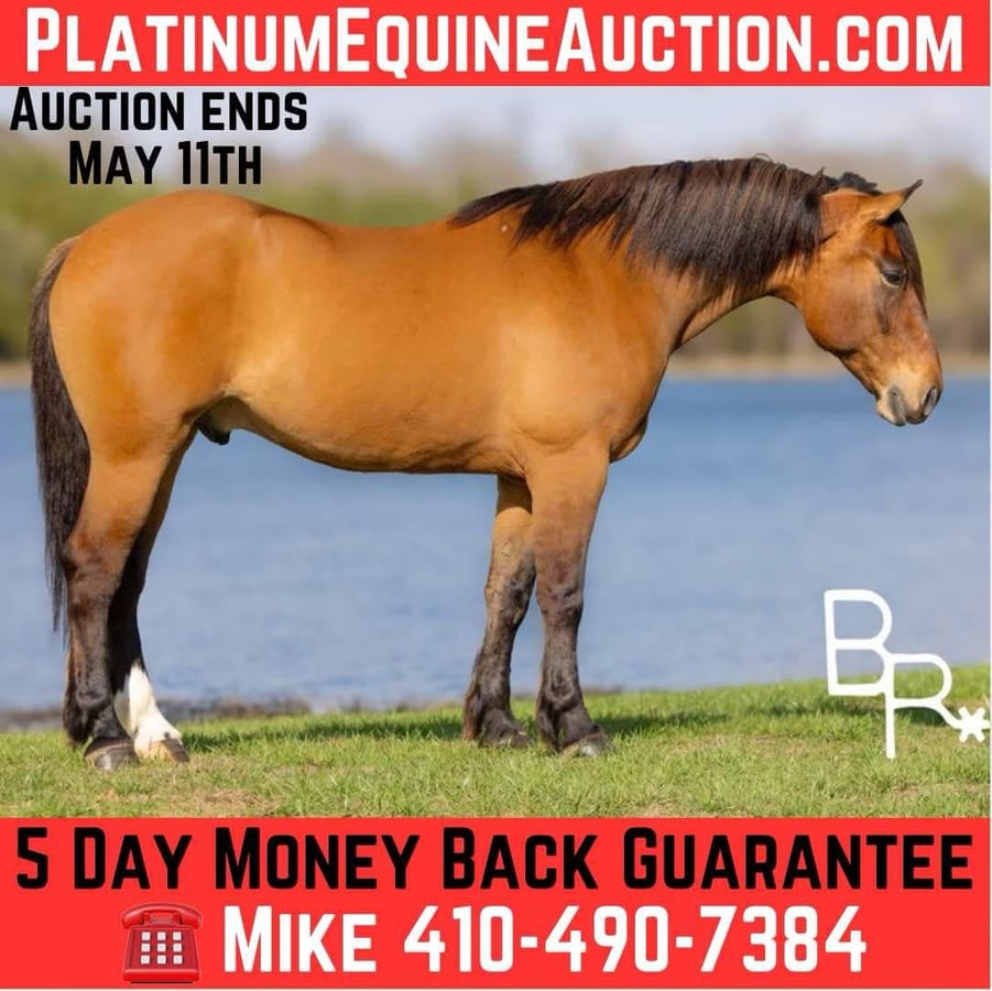 American Quarter Horse, 6yo American Quarter Horse gelding, 16.2hh