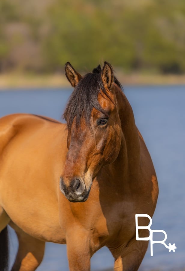 American Quarter Horse, 6yo American Quarter Horse gelding, 16.2hh