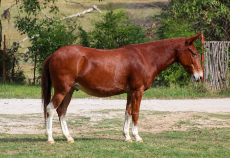12 GAUGE, 16yo Mule john, 14.0hh