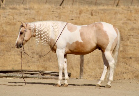 HIGH ROLLER, 8yo APHA Paint gelding, 15.0hh