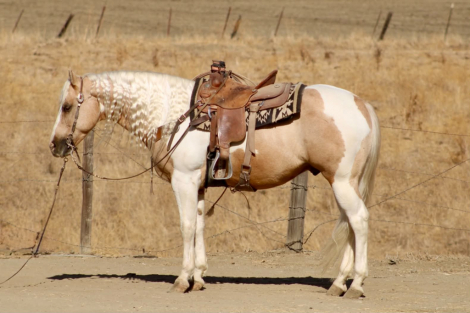 HIGH ROLLER, 8yo APHA Paint gelding, 15.0hh