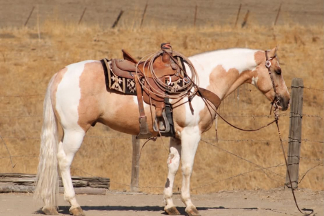 HIGH ROLLER, 8yo APHA Paint gelding, 15.0hh