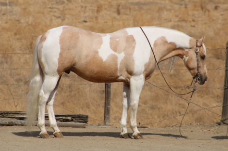 HIGH ROLLER, 8yo APHA Paint gelding, 15.0hh