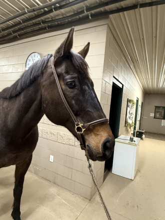 Hilton, 18yo Thoroughbred gelding, 17.0hh