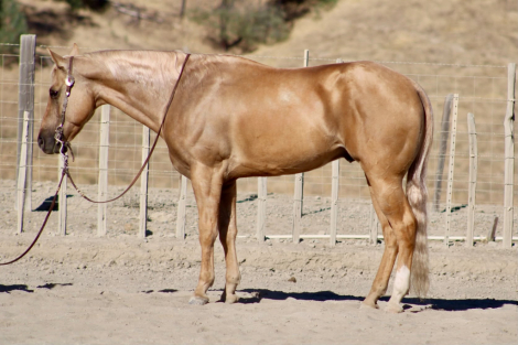 BENEDICT, 8yo AQHA Quarter Horse gelding, 14.3hh